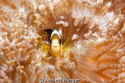 Taken at Dampier Strait in Raja Ampat, this little fellow... by Annett Burger 